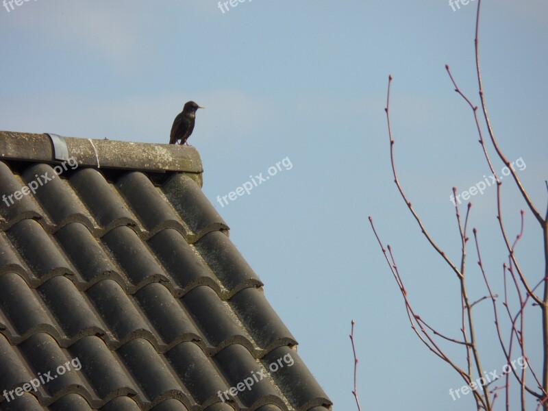 Spring Sky Crow The Roof Of The Free Photos