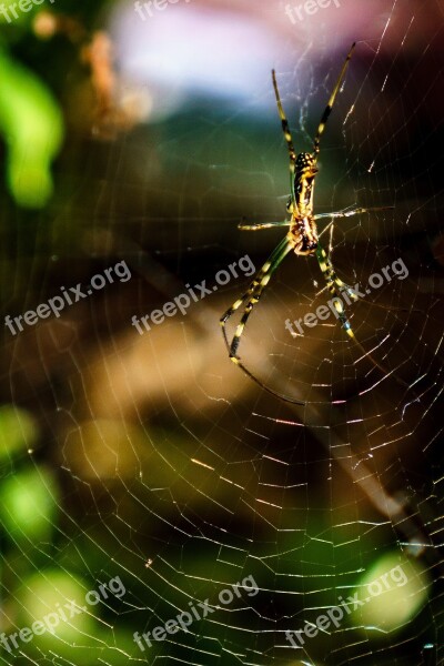 Spider Web Insect Arachnid Cobweb