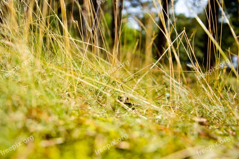 Grass Field Nature Summer Lawn