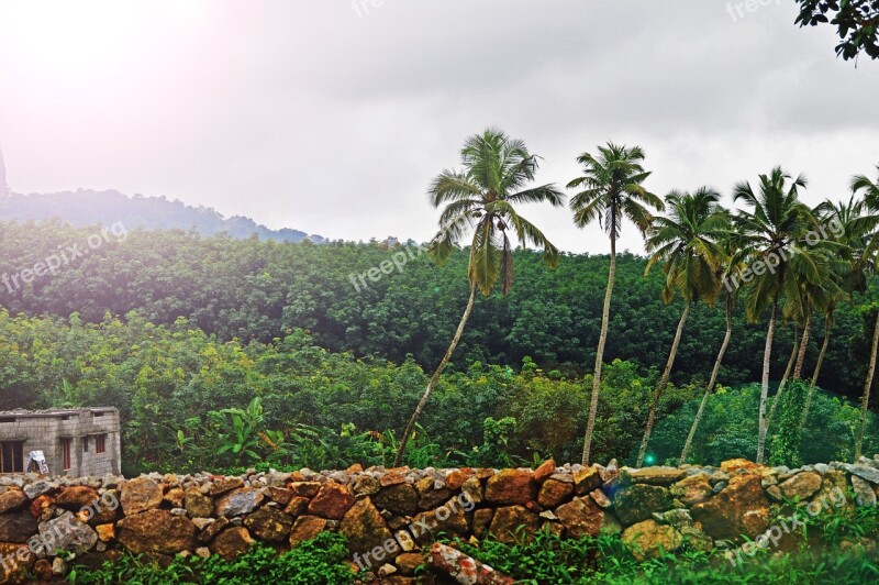 Palm Trees Wall Jungle Tropical Vegetation