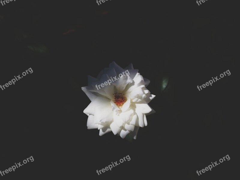 Rose Blossom Blooming White Macro