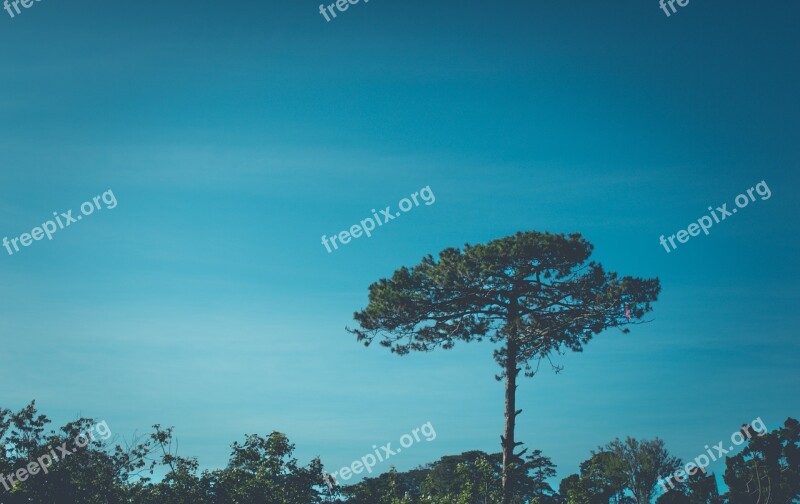 Pine Tree Tree Forest Vegetation Plant