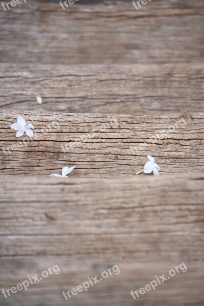 Wooden Stairs Flowers Texture Macro