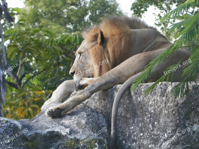 Lion Rock Nature Stone Animal