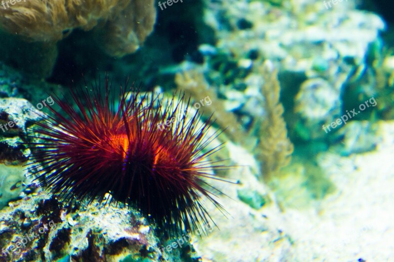 Sea Urchins Coral Sand Sea Sting