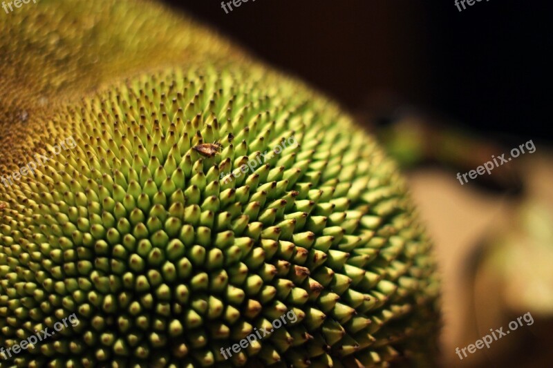 Jackfruit Tropical Fruit Fruit Asian Fruit Green