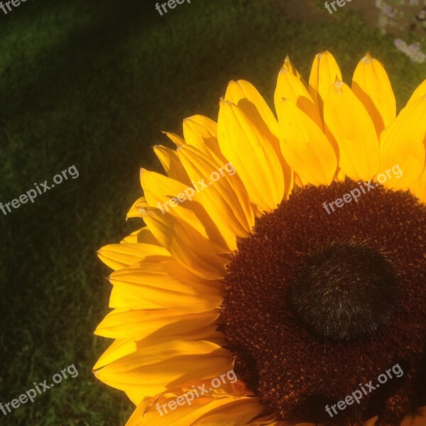 Sunflower Shadow Yellow Sun Colored