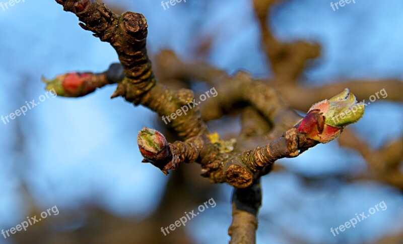 Apple Tree Bud Branch Bloom Apple Blossom