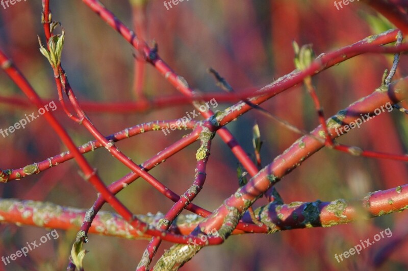 White Dogwood Cornus Alba Red Knots Garden Bush