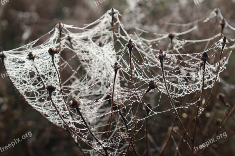 Cobwebs Plfanze Meadow Nature Spider