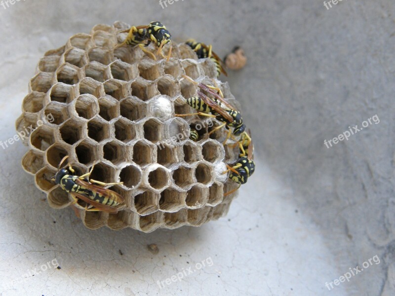 Wasps' Nest Swarm Diaper Free Photos