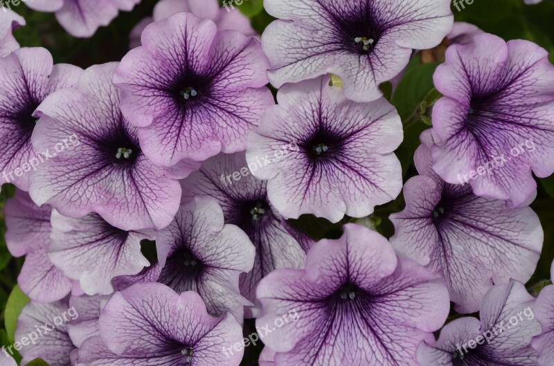 Flowers Petunia Purple Flower White Garden