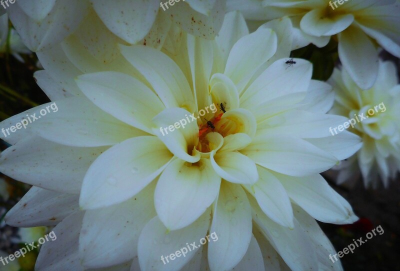 Dalia Bloom White Nice Flower