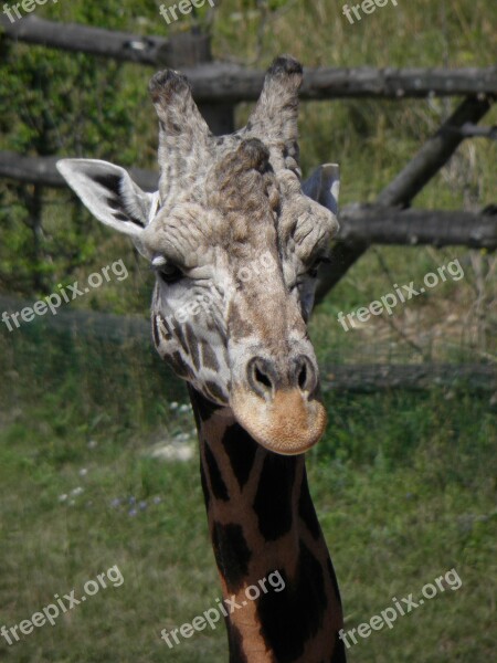 Animal Giraffe Head Africa The Prague Zoo