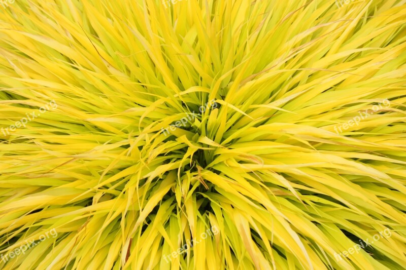 Grass Brush Landscape Yellow Spike