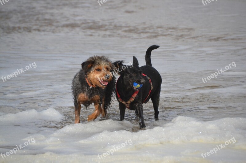 Dogs On The Beach Dog Mongrel Dachshund Yorkshire Animal Pet