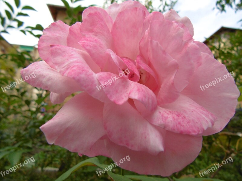 Rosa Pink Rose Flower Plants Green