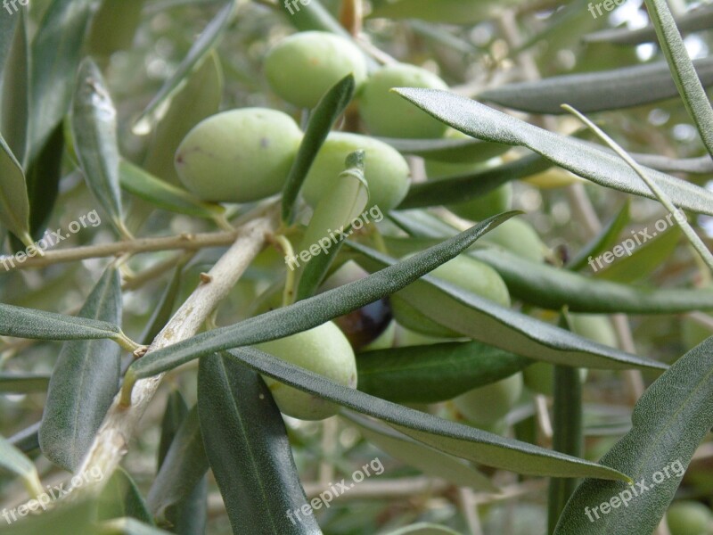 Olive Tree Leaves Oval Plants Oliva