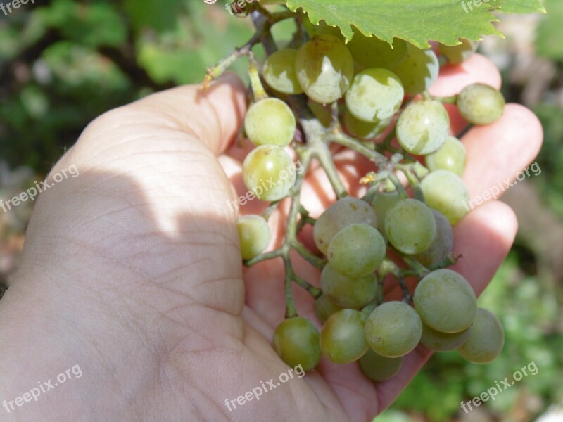 Grapes Fruit Fruits Acini Hand