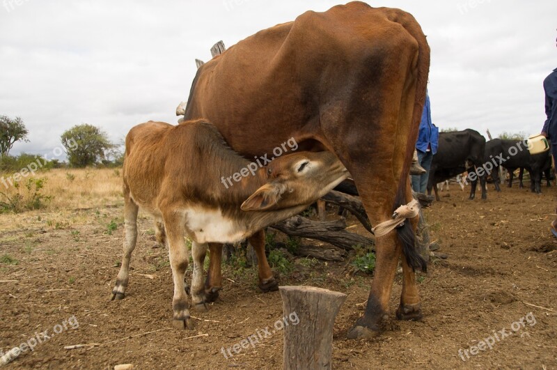 Cow Animal Farm Animals Agriculture Cattle