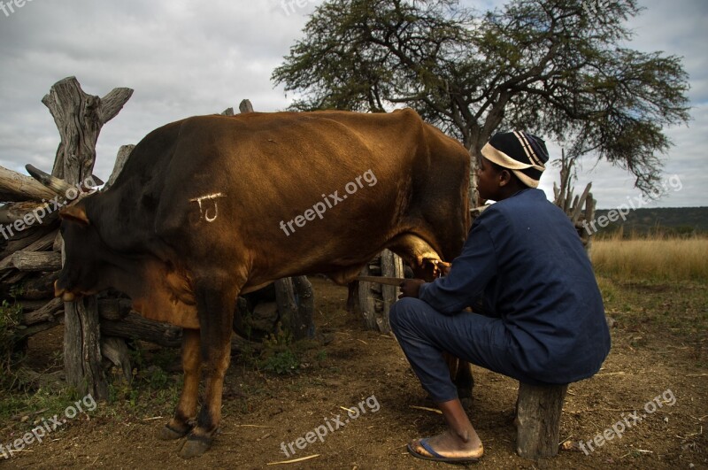 Cow Animal Farm Animals Agriculture Cattle