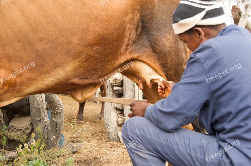 Cow Animal Farm Animals Agriculture Cattle