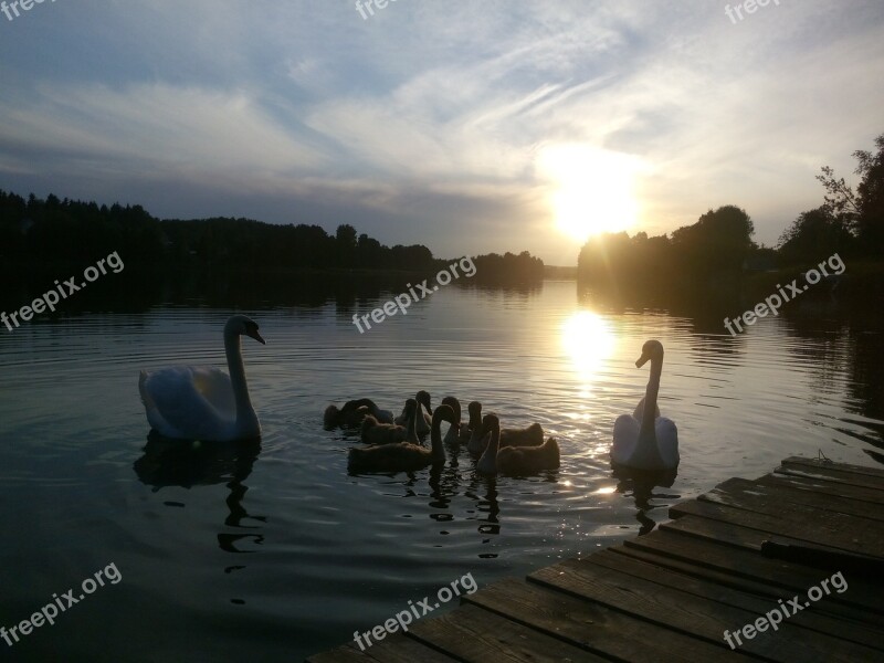 Sunset Lake Swans Family Evening