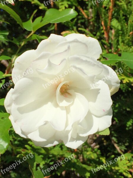 Rose White Nature Flower Blossom