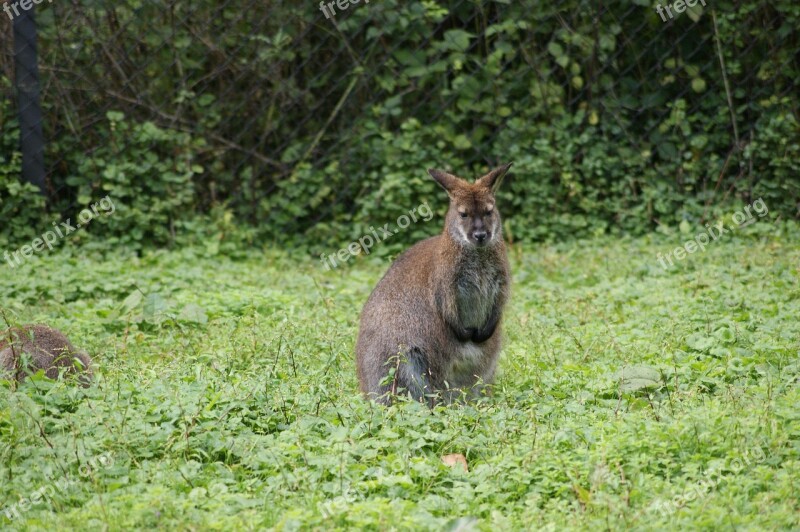 Kangaroo Grass Zoo Animal Australia