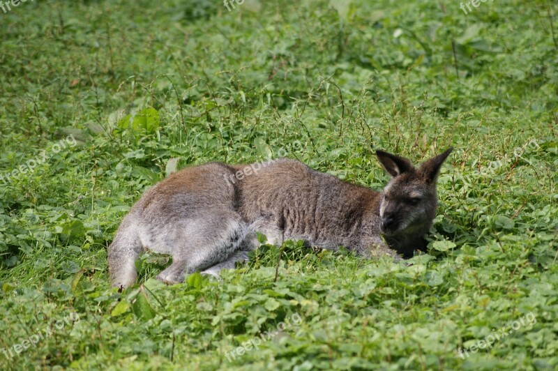 Kangaroo Grass It Lies Zoo Animal