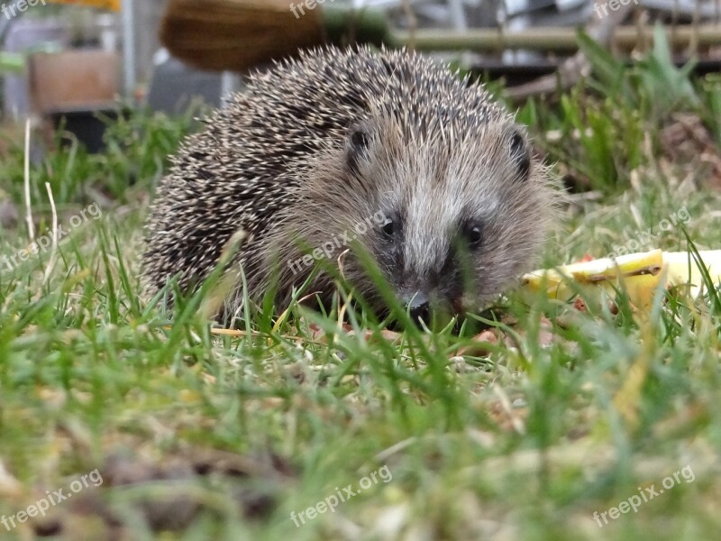 Hedgehog Garden Mecki Spur Foraging