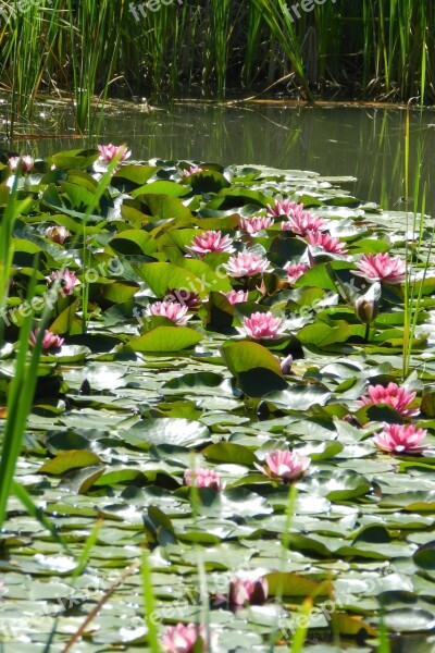 Water Lilies Pink Flowers Water Lake