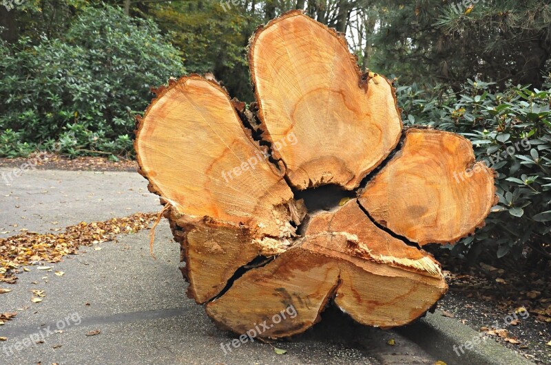 Tree Chopped Down Cut Log Timber