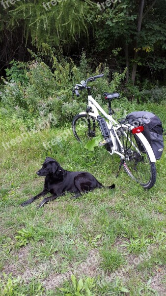 Tired Electric Bicycle Dog Exit Mountains