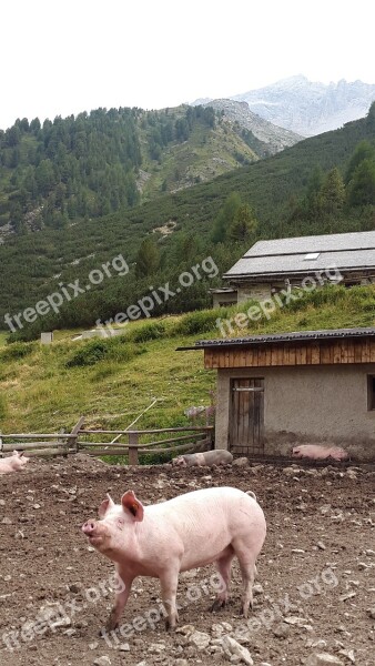 Bacon Alm Pig Livestock Landscape