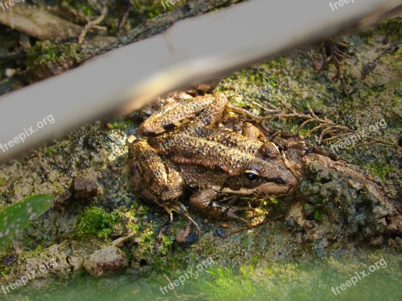 Frog River Algae Park Natur