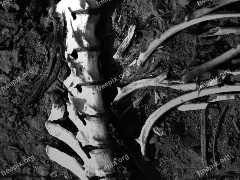 Bones Vertebral Column Corpse Animal Free Photos