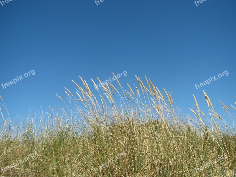 Beach Sky Grasses Fehmarn Field