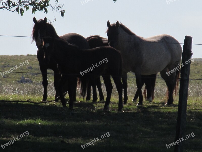 Afternoon Summer Horses Uruguay Dark