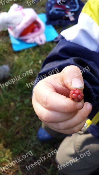 Blackberry Autumn Child Nature Education Forest