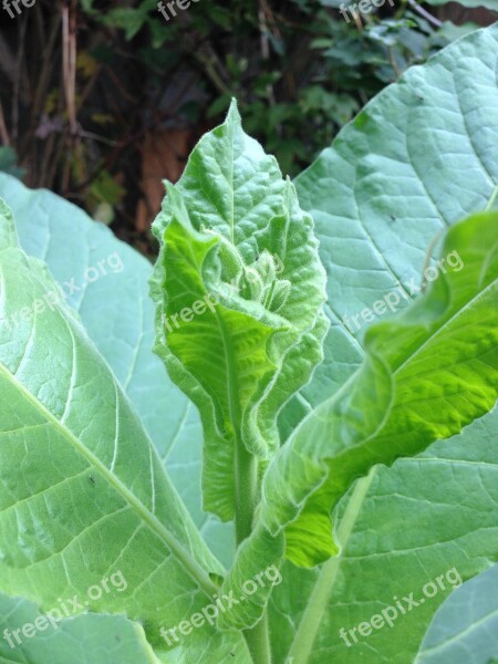 Tobacco Plant Blossom Bloom Tobacco Medicinal Plant