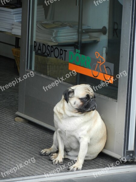 Dog Pug Waiting Longing Obedient