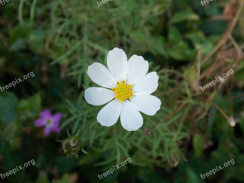 Flower Summer Spring Nature Flowers