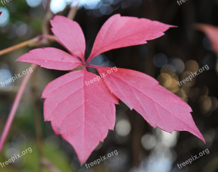 Leaves Red Wild Autumn Listopad