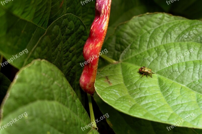 Stink Bug Green Leaf Bean Autumn