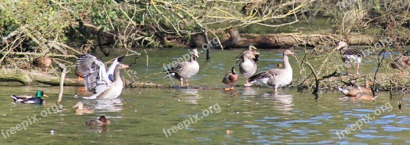 Migratory Birds Water Water Bird Migratory Bird Flock Of Birds