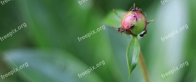 Macro Ants Nature Flower Leaf