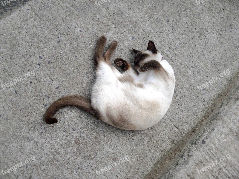 Siamese Cat Pet Feline Cat Sleeping