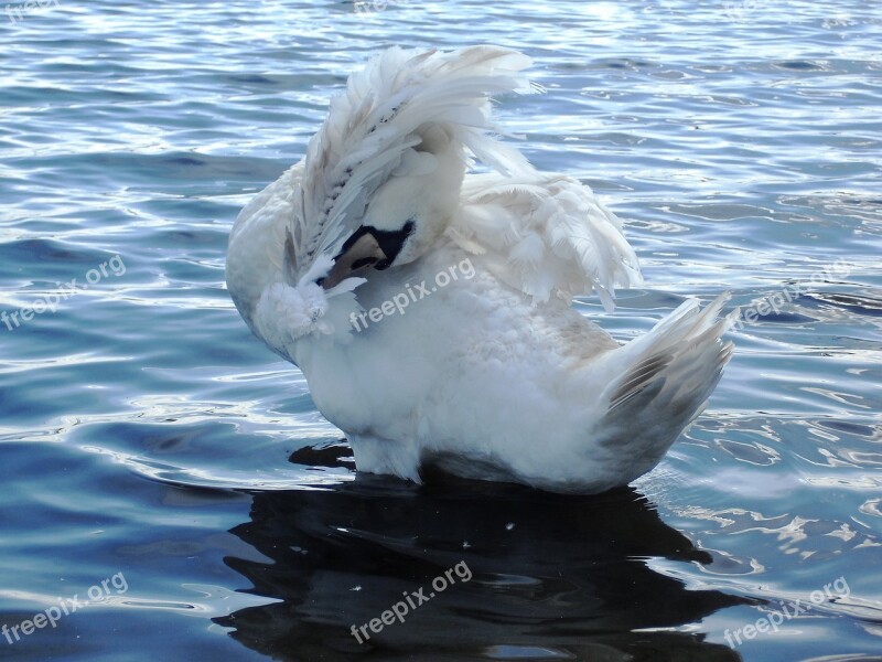 Swan Water Loch Lake Free Photos