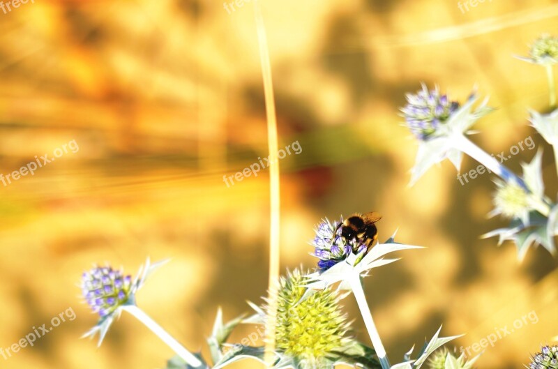 Hummel Insect Nature Blossom Bloom